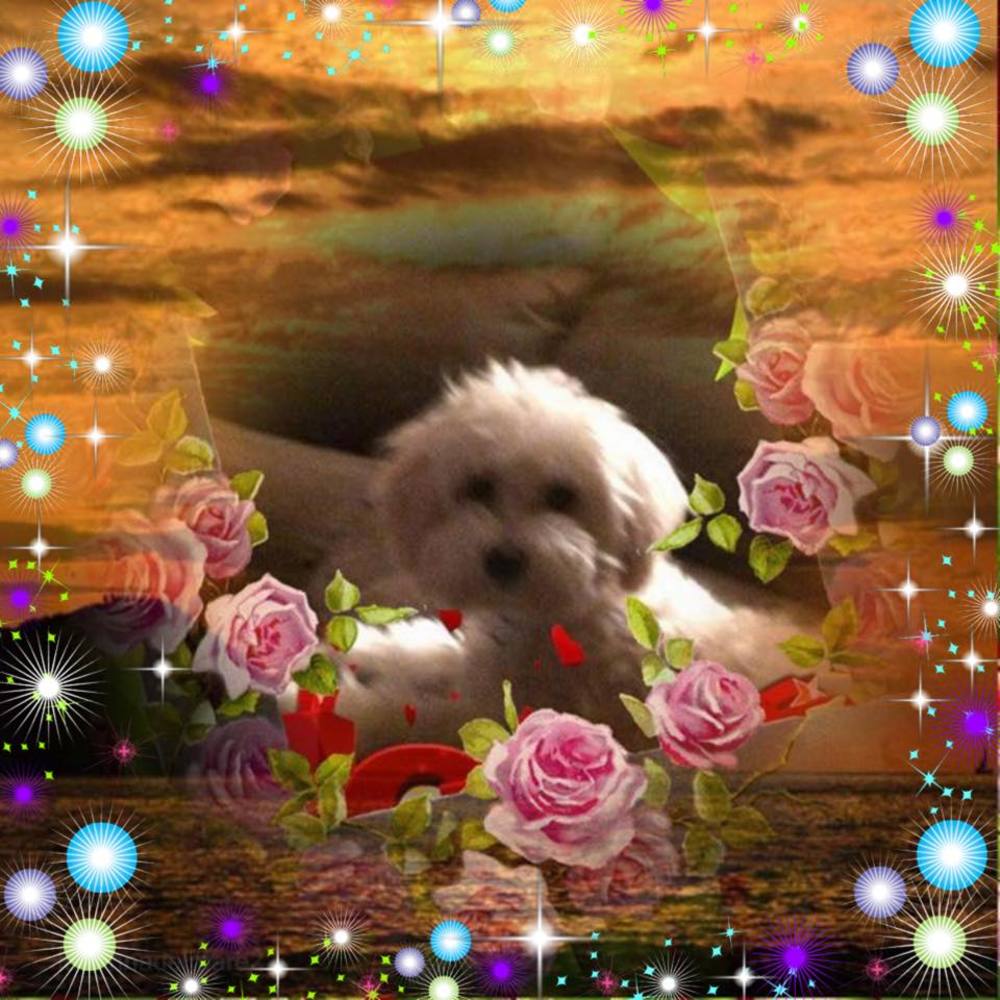 Meet your Posher, Ginger